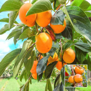 Persimmon Plant – Exotic