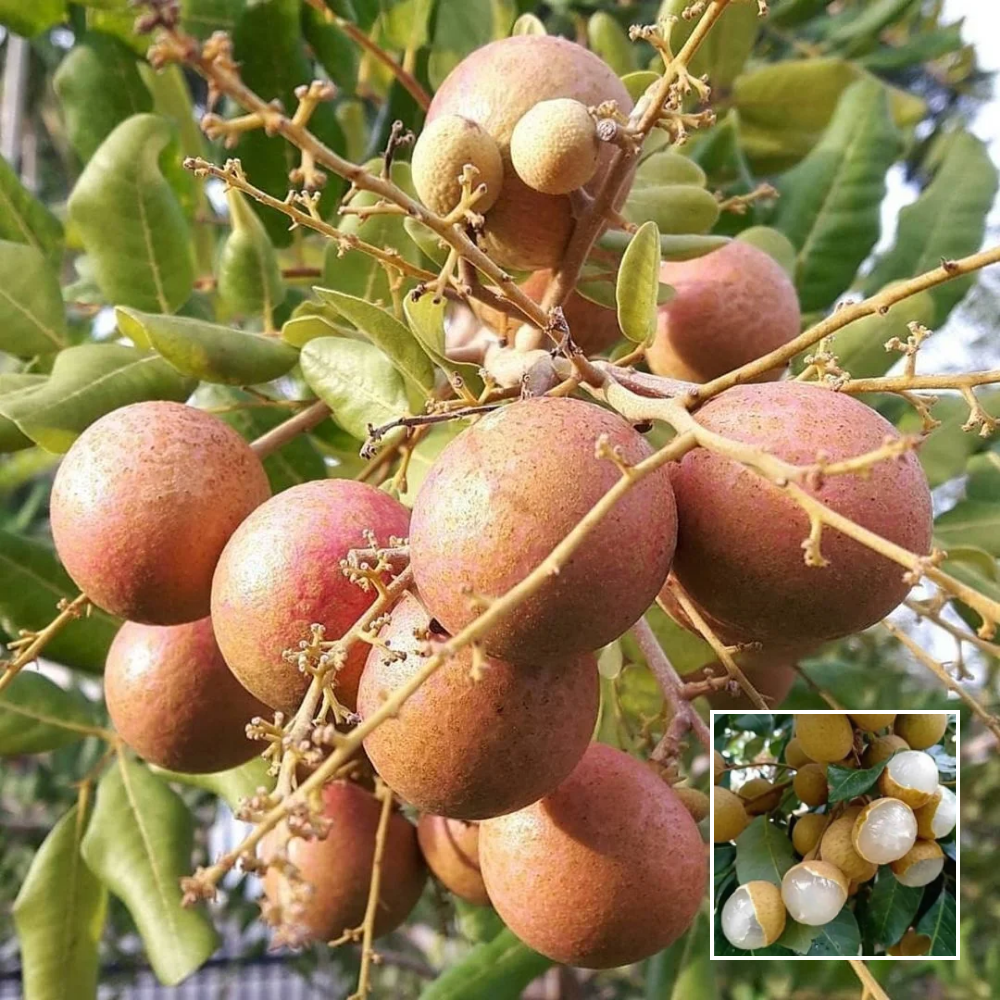 Ping Pong Longan Plant – Exotic | Green Glow Nursery Ping Pong Longan Plant – Exotic
