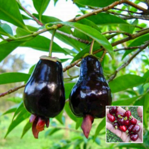 Rio Grande Cherry Plant – Exotic