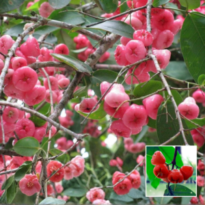 Rose Water Apple Plant – Grafted