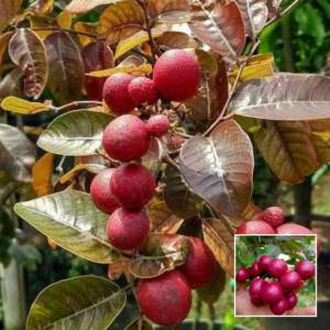 Ruby Longan Plant – Exotic