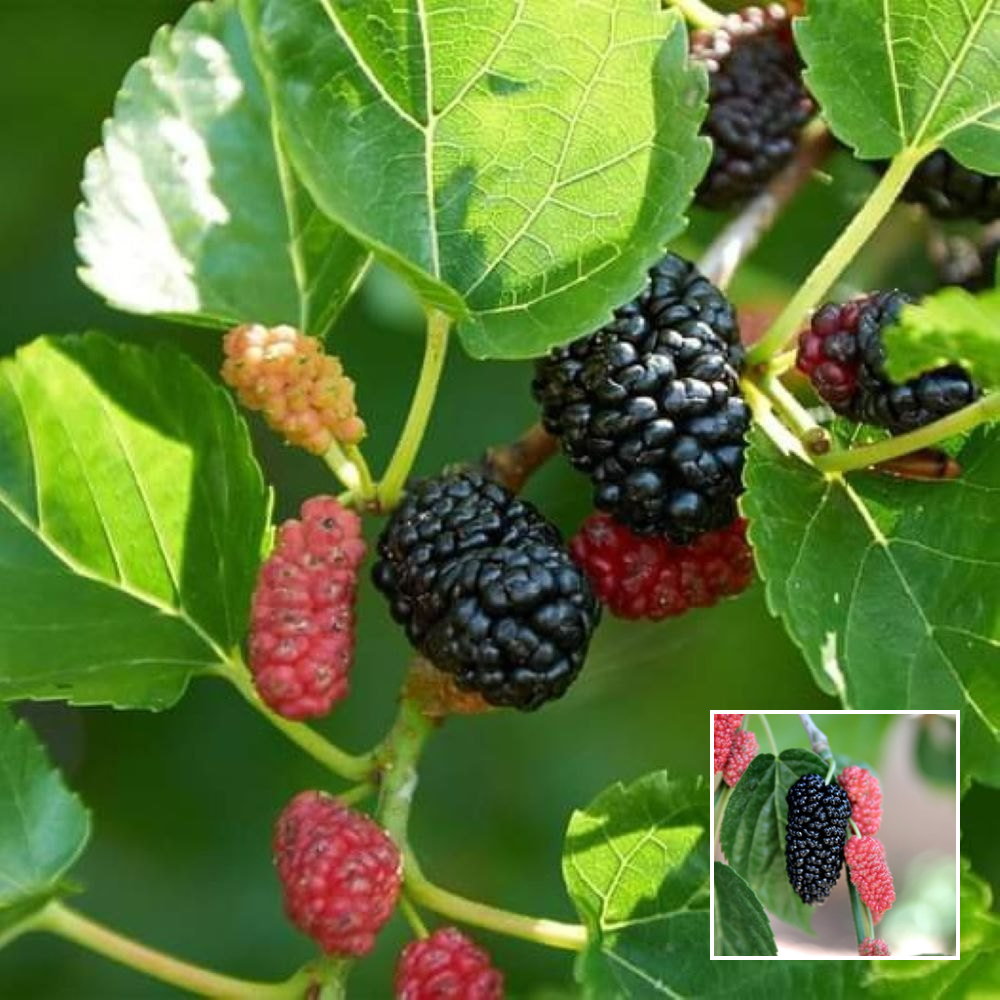 Short Mulberry Plant – Grafted - Buy Online at Green Glow Nursery