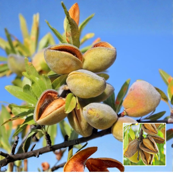 Sweet Almond Plant – Grafted