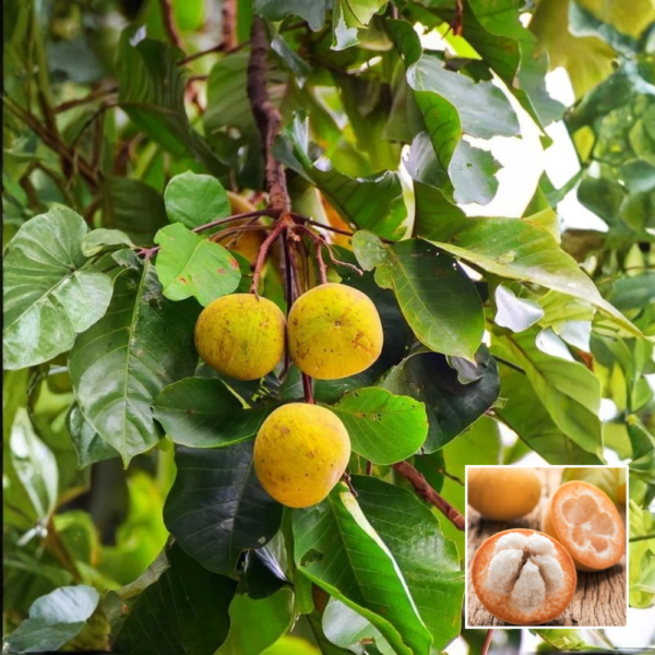 Sweet Santol Plant – Exotic