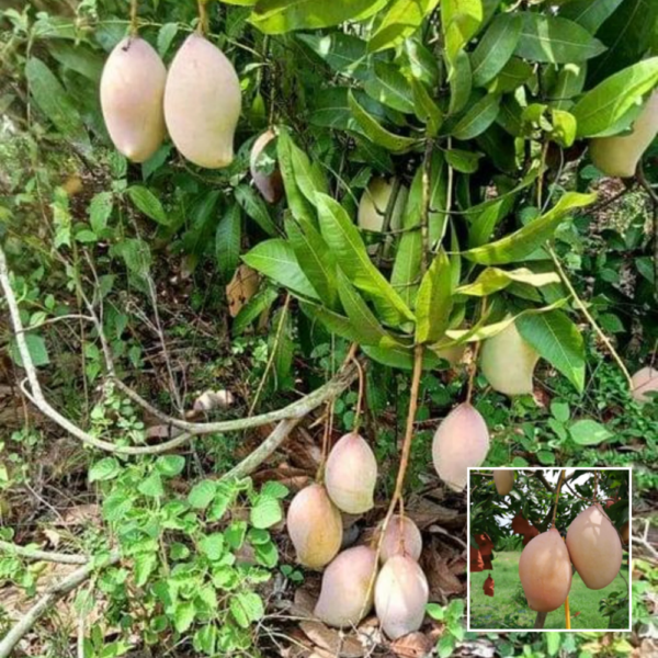 Totapuri Mango Plant – Grafted