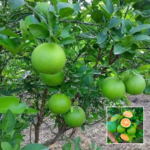 Velensia Malta Plant - Buy Online at Green Glow Nursery