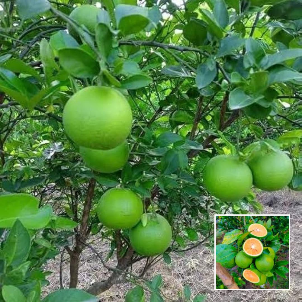 Velensia Malta Plant - Buy Online at Green Glow Nursery