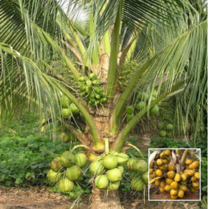 Vietnam Coconut Plant – Dwarf