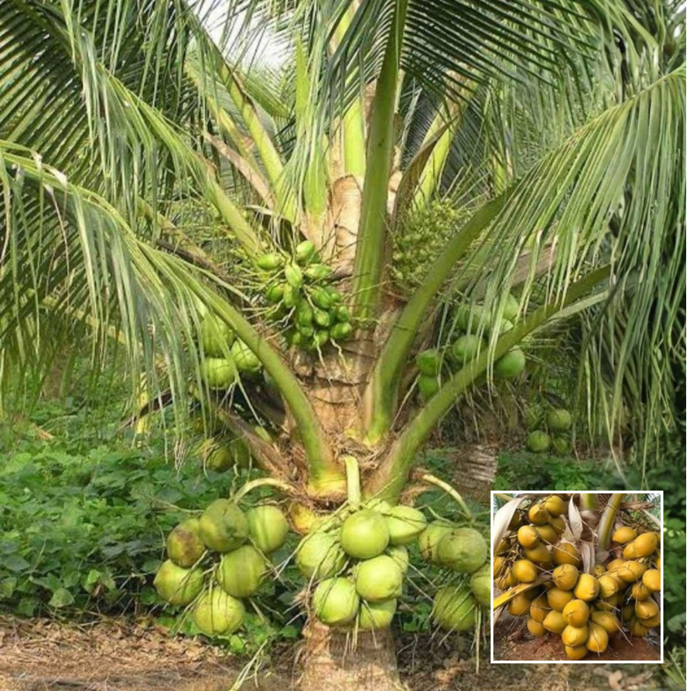 Vietnam Coconut Plant – Dwarf - Buy Online at Green Glow Nursery