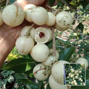 White Longan Plant – Exotic