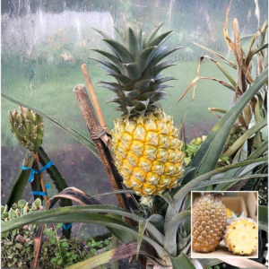 Yellow Pineapple Plant – Buy Online India