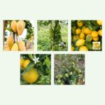 Katimon mango, All Time jackfruit, Kagzi lemon, Bari 1 malta and Taiwan pink guava plants