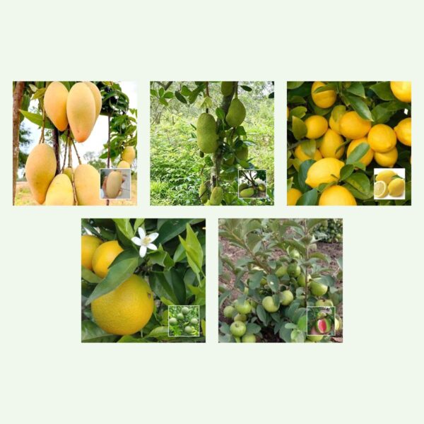 All Time Fruiting Plants Combo – Katimon Mango, Jackfruit, Kagzi Lemon, Malta & Guava