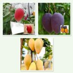 Exotic mango plant combo: Miyazaki, Black Kasturi and Thai Sweet All Time Katimon mangoes