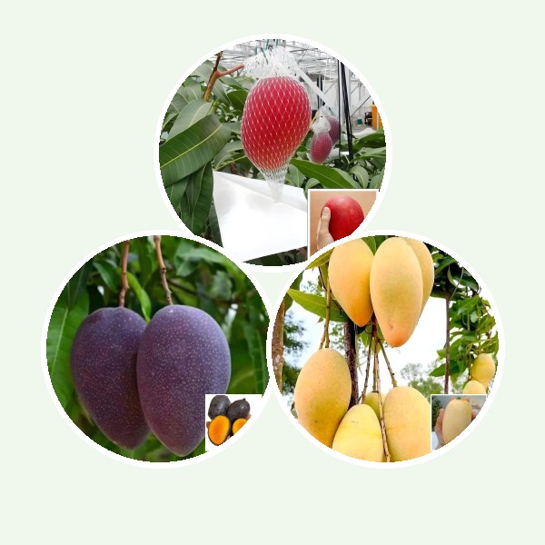 Home | Green Glow Nursery Buy Fruit Plants Online - Plant Combos