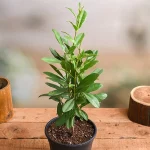 nurserylive-g-plants-allspice-plant-in-grower-round-black-pot-166992